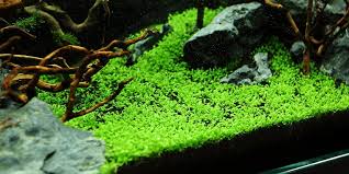 Image result for Elatine