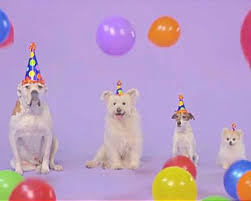✓ free for commercial use ✓ high quality images. Pets Birthday Ecards Blue Mountain