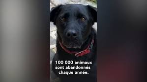Emmanuel Macron S Dog Nemo Stars In Video Plea Calling On People To Adopt With Caution Over Christmas Evening Standard