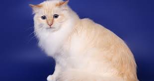 Sbie Cream Point Sc Timothy Klaudia Of Sweet Katicat