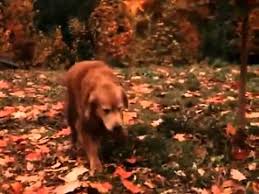 Three pets escape from a california ranch to find their owners in san. 25 Fun Facts About Homeward Bound The Incredible Journey