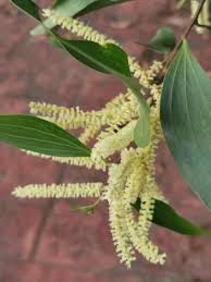 Image result for Acacia mangium