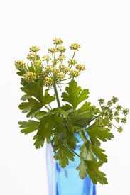 Image result for Petroselinum