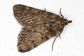 Resultat De Recherche D Images Pour Papillon De Nuit Papillon De Nuit Papillon