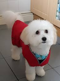 Comet's Christmas haircut by owner