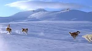 Snow dogs (2002) كلاب الثلج. Eight Below 2006 Imdb