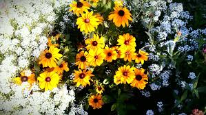 Pin On Gardening