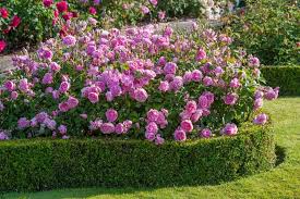 Pin On Roses