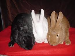 Welcome To The Rabbit Geek New Zealand Rabbit Colors Rabbit Breeds New Zealand Rabbits Rabbit Colors
