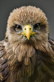 Maybe you would like to learn more about one of these? Die 12 Besten Ideen Zu Milan Vogel Raubvogel Roter Milan Vogel