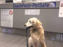 Airpets america is a great choice for your pet's comfort and peace of mind. Facts About Pet Transport Safety Petrelocation