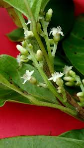 Image result for Peraceae