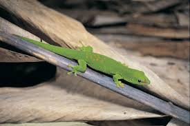 Check spelling or type a new query. Gecko Species Facts Britannica