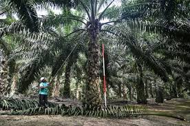 However, it has been criticized for the environmental issues such as deforestation and open burning. Malaysia Plants Hope For Palm Oil S Future In Dwarf Trees