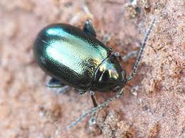 ○カミナリハムシ？の仲間1218: ご近所の小さな生き物たち