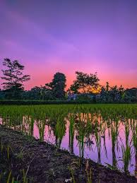 Hamparan sawah dengan tanaman padi yang menguning sejuk dipandang. Pemandangan Pemandangan Fotografi Alam Fotografi Pemandangan