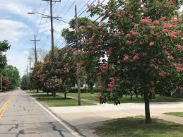 Experience a fully guided daylight transit of the panama canal, and uncover the deadly obstacles faced by french and american engineers prior to its. Buckeye Horse Chestnut Which One Is Which Bygl