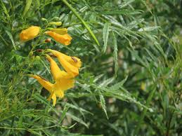 Image result for Tecoma