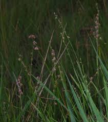 Image result for Scleria distans