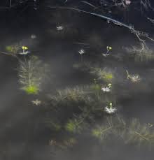 Image result for Utricularia stellaris