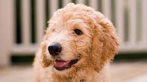 $3,495 we are also proud to announce that we developed and produced the world's first standard teddy bear english goldendoodles. Goldendoodle Price Temperament Life Span