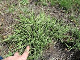 Image result for Tristachya