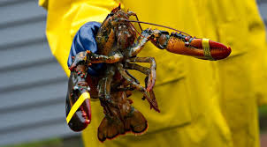 Retail And Wholesale Lobster Fishing Supplies Brooks Trap Mill Lobster Fishing Fishing Supplies Lobster