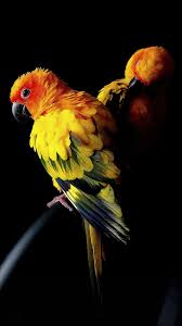 Birds Of A Feather Movie 2018 Amoled Animal Wallpaper Seni Burung Fotografi