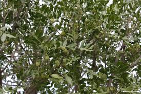 Image result for Ptaeroxylon obliquum