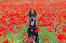 Check out this fantastic collection of doberman wallpapers, with 55 doberman background images for your desktop, phone or tablet. The 126 Most Popular Doberman Names Of 2020 The Dog People