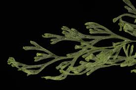 Image result for Polyphlebium