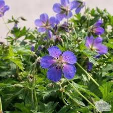 Buy Veronica 'Shirley Blue' (Speedwell) in the UK