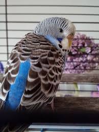My New Budgie Kus