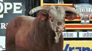 Lane clyde frost was an american professional rodeo cowboy who specialized in bull riding, and competed in the professional rodeo cowboys as. Red Wolf Bull Wikipedia