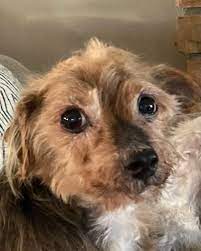 On September 7th, 2021, a small, frail dog was brought to our shelter after  being found alone on the streets. He was scared, tired, and clearly  neglected for a long time. We