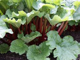 We currently grow the following fruits; Rhubarb Fruit Tree Diaco S Garden Nursery Melbourne