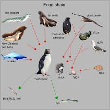 In colonies in the open; Pinguins Info Penguin Information About Crested Penguins