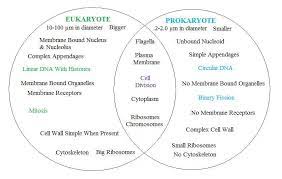 Prokaryote Vs Eukaryote Prokaryotes Teaching Biology Biology Classroom