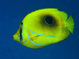 Black And Yellow Fish Saltwater Pin On Fish