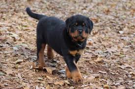 Beginner & advanced · modern and ethical · simple yet effective Rottweiler Puppies For Sale In Nc Rottweiler Breeder In North Carolina