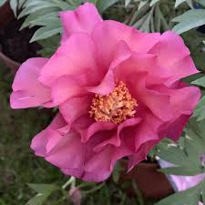 With over 20 years industry experience, julia rose is a celebrated floral artist with an internation. Pfingstrosen Garten Julia Rose