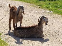 Welcome to flying goat farm!! Gardens Goats And More Climate Action Palestine Globalgiving