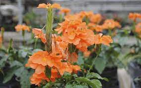 Check spelling or type a new query. Spring Flowers You Want In Your Central Florida Garden Welcome To Daniel S Lawn Service Of Orlando