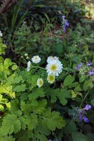 Feverfew Double Golden Midsummerherbs Feverfew Plant Feverfew Medicinal Plants