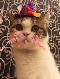 This Cat Eating A Cake On His Birthday Is Hilariously Adorable Crazy Cats Cat Pics Cute Animals