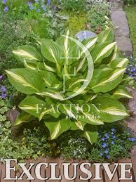 Check spelling or type a new query. Broad Street Botanical Stockphoto F Views
