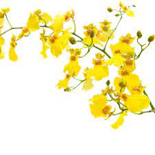 Oncidium Orchid Yellow Charlotte Flower Market Oncidium Orchids Yellow Orchid Oncidium