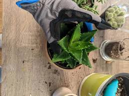 Cactus cuttings root most easily when taken during their natural growth season (usually in warm use tongs when handling spiny cacti. How To Repot Succulents The Right Way Happy Diy Home