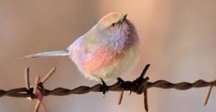 Garden Birds Of South Africa Pictures And Names Pin On Bird House Garden Ideas