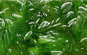 Considérée comme oxygénante et épuratrice, cette plante filtre l'eau du bassin permettant de maintenir un bon équilibre. 10 Plantes Aquatiques Incontournables Pour Votre Bassin Aquiflor Jardinerie Aquatique